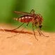 West Nile Virus