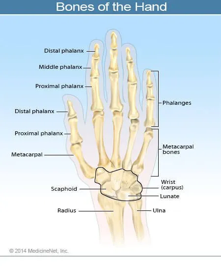 Bones of the Hand and Wrist 