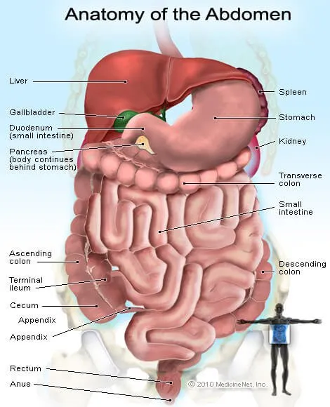 Picture of the organs and glands in the abdomen.