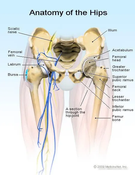 Picture of the bones of the hip