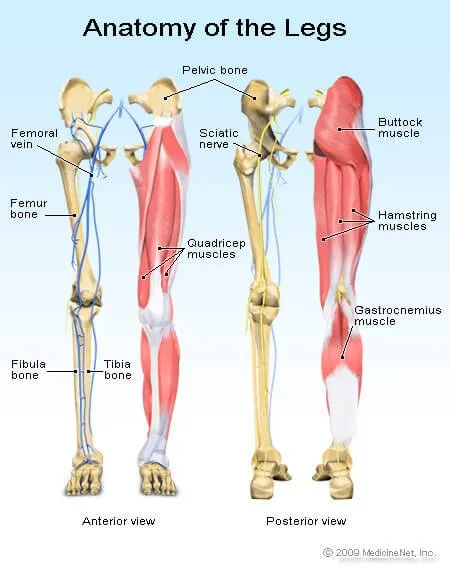 Picture of the bones of the leg