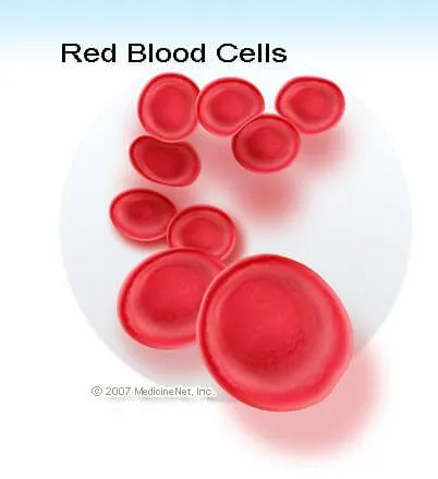 Red Blood Cells