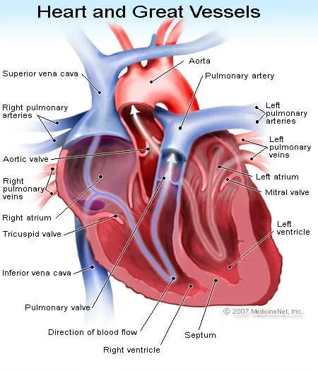 Picture of the Heart and Great Vessels in Heart Transplant