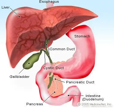 Pancreas Illustration - Pancreatic insufficiency