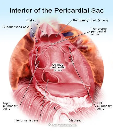 Picture of the Interior of the Heart in the Paricardial Sac