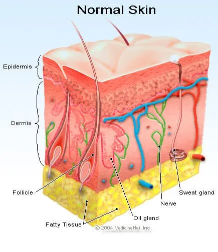 Normal Skin Illustration - Skin Biopsy