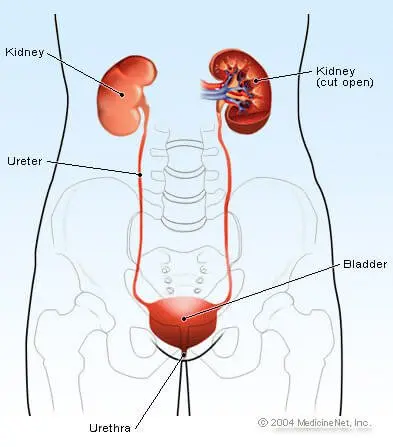 Picture of the urinary tract