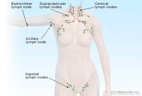 Lymph Nodes Illustration