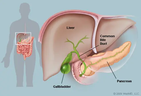 Liver and Gallbladder