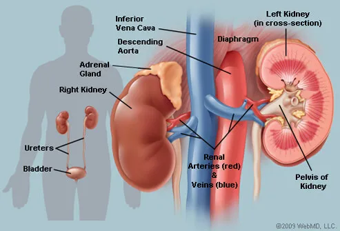 Picture of Kidneys