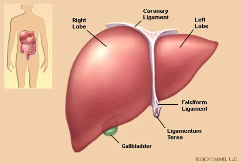 The liver is a large, meaty organ that sits on the right side of the belly. The liver has two large sections, called the right and the left lobes.