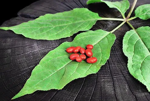 In Chinese medicine, the root of the ginseng plant is a common treatment.