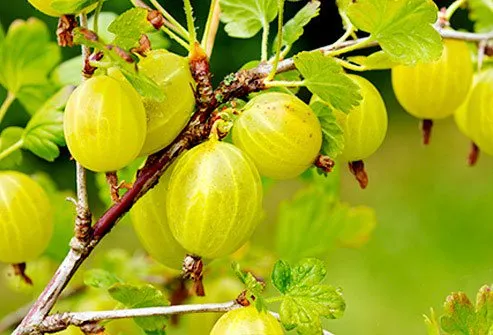 These fruits can be light green, pink, or red when they get ripe.