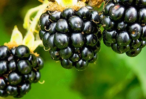 Blackberries have a lot of polyphenols, chemicals that may cut inflammation that leads to heart disease and cancer.