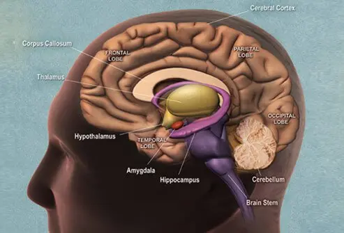 There are seven stages of dementia.