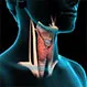 Cancer: Visual Guide to Thyroid Cancer