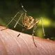 West Nile Virus Infection: Causes, Symptoms, and Treatment