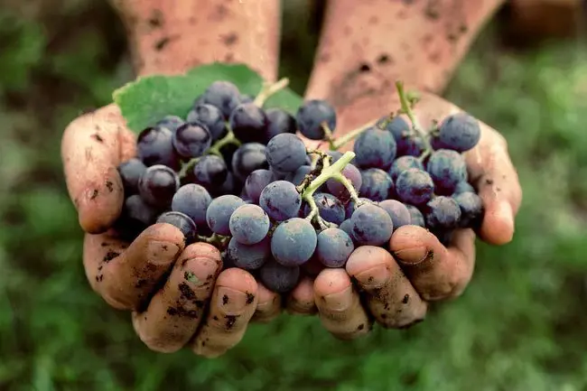 Grapes contain more than 16,000 beneficial compounds. 