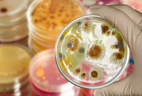 Dead skin cells, sweat, saliva, and more can turn your comfy bed into a petri dish for germs to grow.