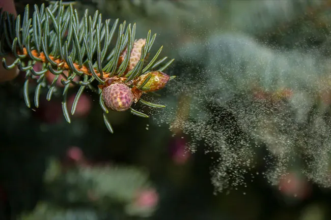 All types of trees and plants give off this fine yellow powder.