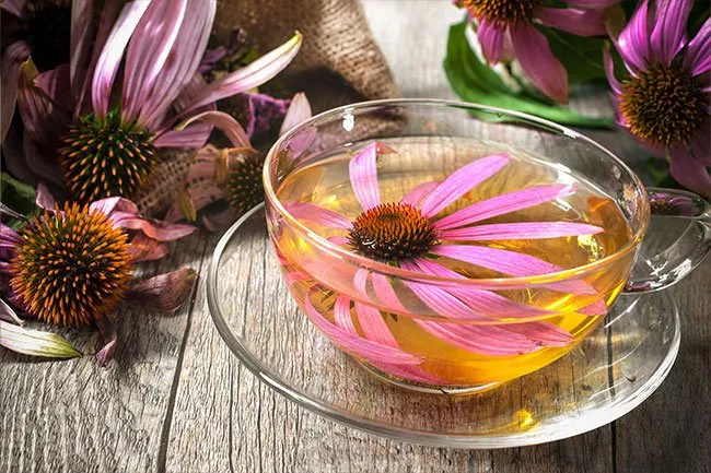 Echinacea boosts your immune system and may help protect you against catching a cold. 