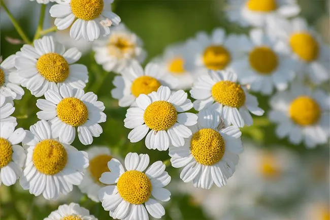 Feverfew may help you have fewer headaches over time, but it doesn't help during a headache. 