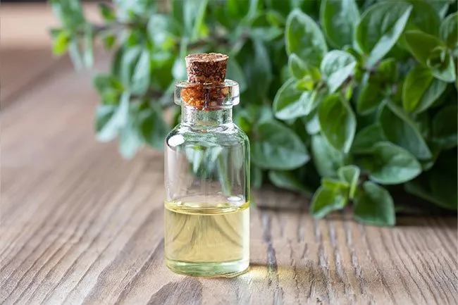 Oregano oil helps reduce inflammation, heal stomach ulcers, and treat yeast infections. 