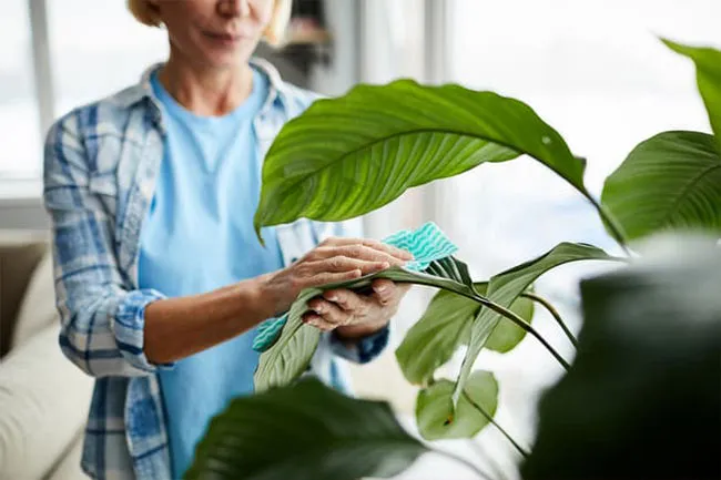 If you feel tense, it might be time to invest in a houseplant.