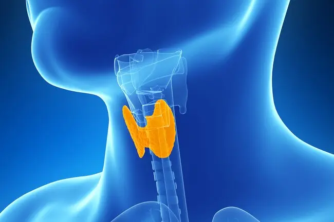 An underactive thyroid gland may cause you to pack on the pounds. 