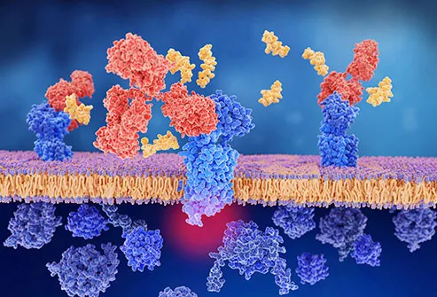 A better understanding of how migraine works has led to more targeted drug therapies