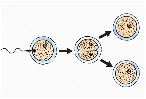 Identical twins are born genetically identical. 