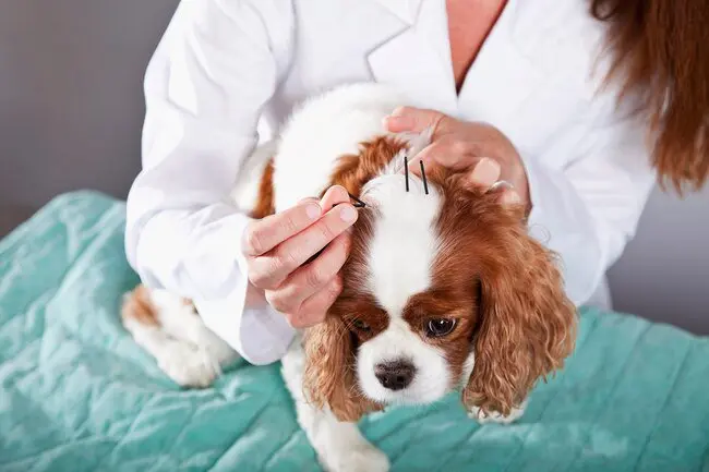 This ancient Chinese healing method uses tiny needles to stimulate specific parts of your pet's body.