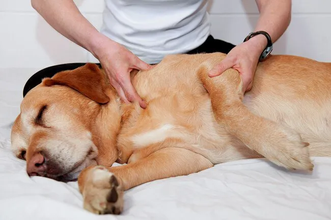 This holistic approach to medicine is based on moving and handling your pet's muscles and joints in a specific way to help his body heal itself.