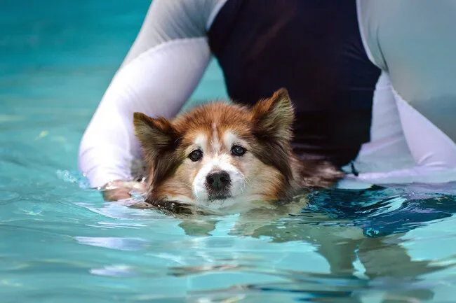 Water can help your pet work out injured muscles without putting weight on them.