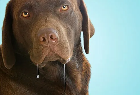 If your dog salivates when you're grilling steaks, that's normal.