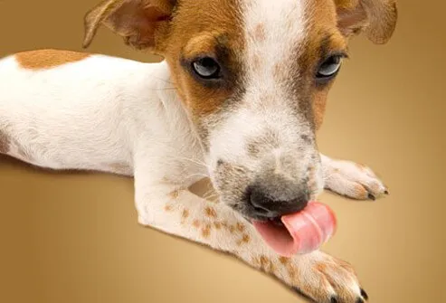 Dogs lick their paws to groom themselves.