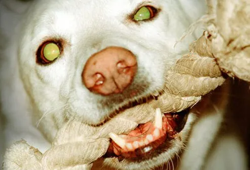 Dog eyes naturally glow in the dark, because they're different from human eyes.