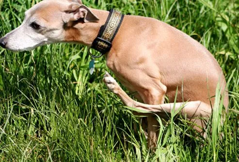 Dog Scooting in Yard