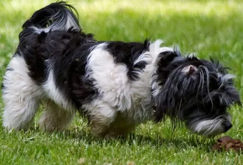 Dog Smelling Another Dog's Poop