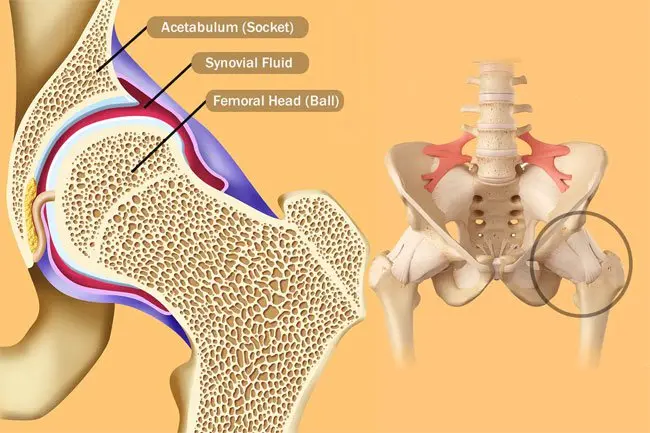 The hip joint is a ball and socket joint. 