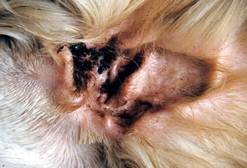 Ear mites on cat