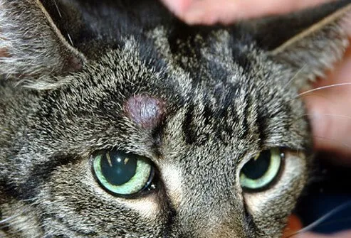 Feline tumor