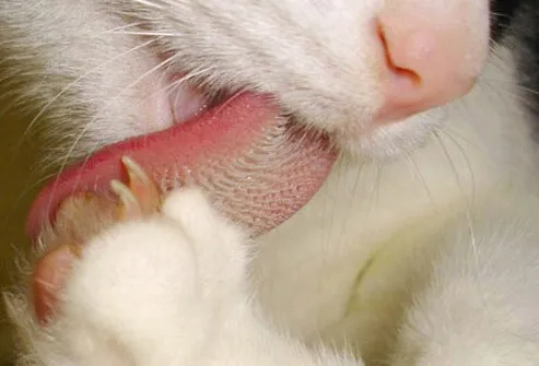 Cat grooming, close-up of tongue