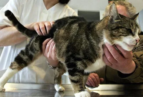 Vet examining cat