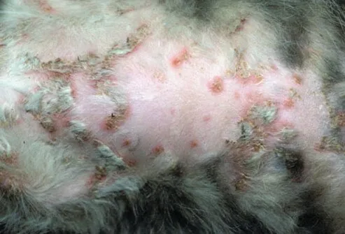 Feline folliculitis