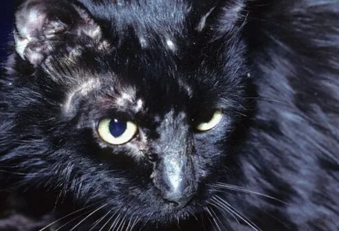 Feline ringworm