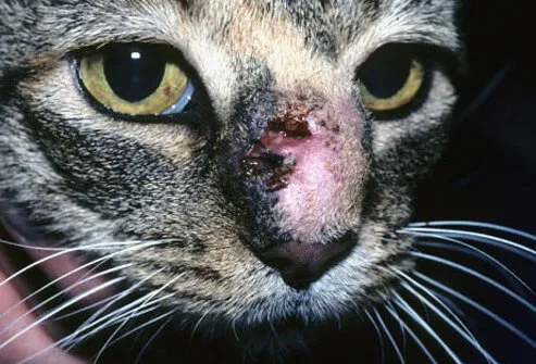 Feline sporotrichosis