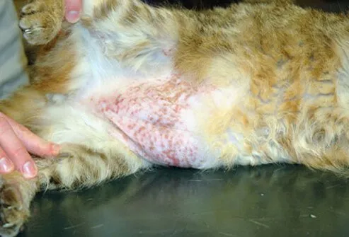 Feline allergic dermatitis