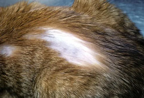 Feline alopecia