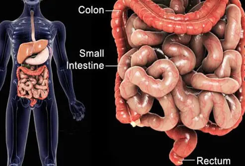 This image shows the anatomy of the GI tract, including the small intestine, colon, and rectum.